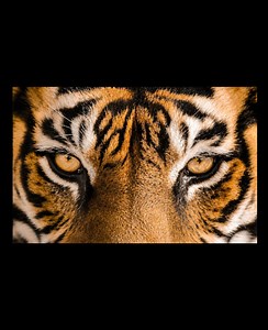 Orange Tiger Basics: Appearance, Behavior, and Threats