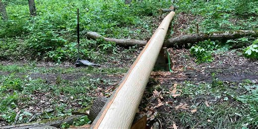 hickory bark harvest