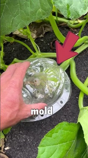 The pumpkin mold trick that blew my mind #gardening #halloween #diy