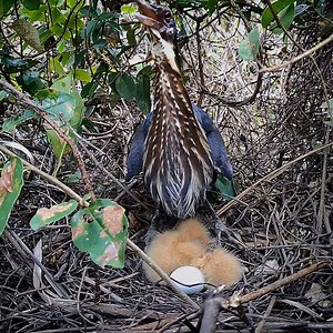 59K views · 3.9K reactions | Green Heron Bird Nest, Toddlers are less busy with food | Review Bird Nest | Facebook
