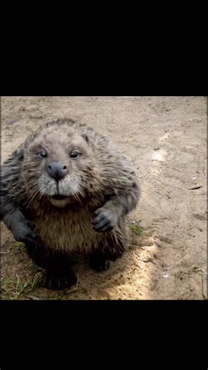 Hollywood Comedy Science Fiction Films