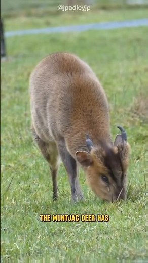 The World’s Smallest and Strangest Deer! 🤯🦌 #muntjacdeer