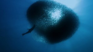 Science KS1 / KS2: Animals catching their prey and hunting for food (no narration)