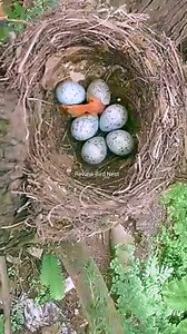 Rufous-bellied thrush Birds Take care of her eggs until successful | Review Bird Nest