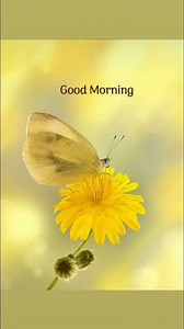 Good morning have a great day | Good Morning