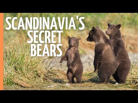HIDDEN WORLD OF BEARS: Rare Footage From Scandinavia's Untamed Forests | Full Documentary
