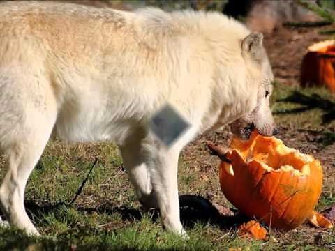 Cherokee Wolf Song By Mother Earth Drum and Singers, Honoring The Spirit Of the Wolf