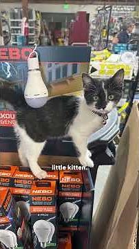 Cat Found Outside of Hardware Store Becomes New Store Manager | The Dodo