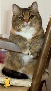 Funny Cat & Cute Kittens720😻 #shorts #kucing #kucinglucu #funny #pet #cat #foryou #viral #viralvideo