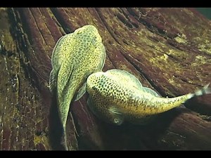 チャイニーズバタフライプレコ Butterfly Loach Beaufortia kweichowensis