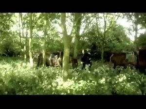 Midlake - Roscoe (with lyrics)