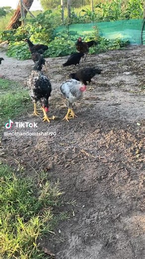 Anathi Cebiso (@anathi.cebiso2)’s videos with original sound - Anathi Cebiso