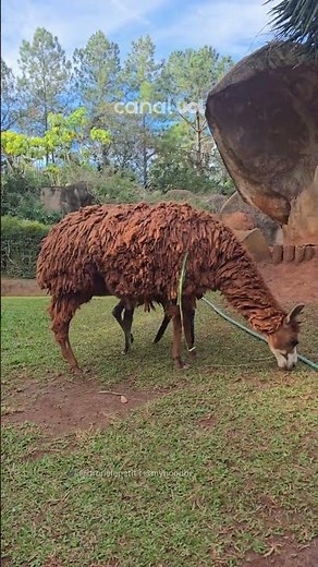 Filhote de alpaca nasce em parque ecológico de SP e encanta visitantes