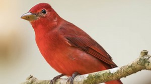 This Bird Eats Tons Of Wasps – Here's How To Attract It