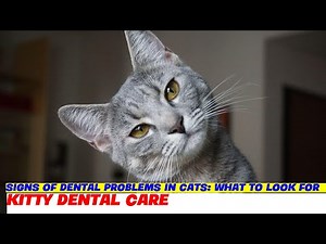 Signs of Dental Problems in Cats: What to Look For