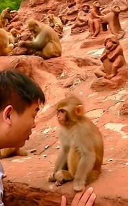 Funny 🤣 monkey 🐵 #monkey #funnyreels #fb #virals #tranding #fpyシ #reelsvideoシ #foryouシ #Monkeylover #foryourpage | follow everyone