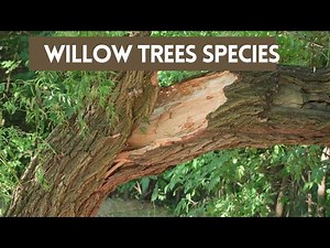 4 Different Types of Willow Trees Species