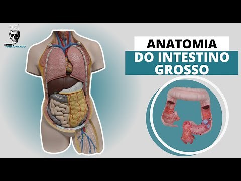 ANATOMIA DO INTESTINO GROSSO (TUBO DIGESTÓRIO OU TRATO GASTROINTESTINAL - TGI) #7