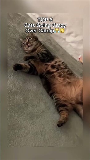 Cats Going Crazy Over Catnip 😸🤣