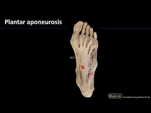 MSK Lab 2 Station 27 - Plantar Aponeurosis