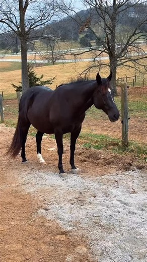 Katie Van Slyke-Mabry on Instagram: "Raven is 328 years old today! #katievanslyke #runningspringsminifarm #aqha #horsesofinstagram #foal"