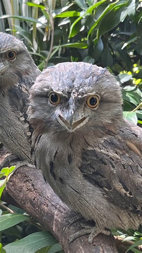 After The Guardian poll named the Tawny Frogmouth Australia’s 2025 Bird of the Year, we’re proud to introduce our own nocturnal stars. At Adelaide Zoo we house four Tawny Frogmouths, three are 19 years old, and one is 10. Frodo, the male in our Australian Rainforest aviary, is a favourite among visitors. He sits motionless, perfectly camouflaged, often mistaken for a branch. Though many assume Tawny Frogmouths are owls, they’re actually closer relatives to the nightjar family. One of their coole
