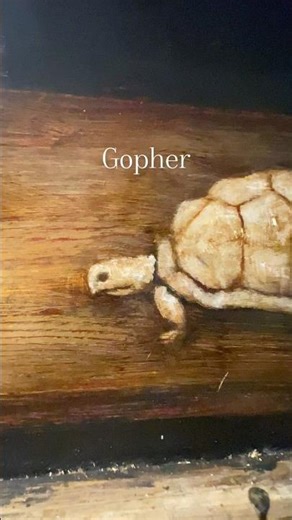 Gopher: highlight details #howtopaint #oilpainting #oneeye #tortoise