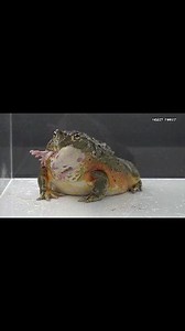 Rescue Bullfrog Eating Rat | Insect Forest