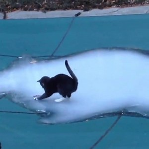 You may not miss winter snow, but your cat does. 😺 | America's Funniest Home Videos