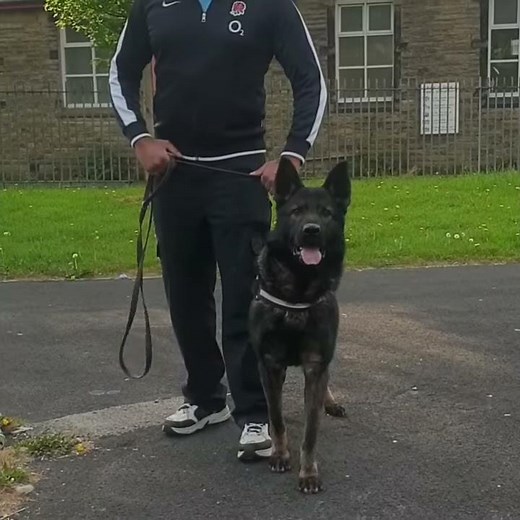 Strikeline Czech DDR German Shepherd Protection Command