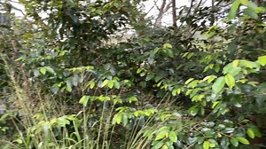 Starting A Tropical Fruit Garden From Scratch For all my social media & Puradyme products: https://libertylinks.io/DanMcDonald | Dan The Life Regenerator McDonald