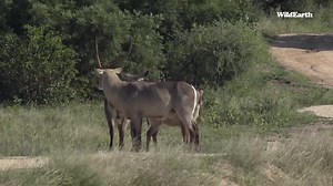 Chitwa dam shenanigans #wildearth #waterbuck #nature | Wildearth