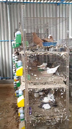 My 100 Pair Pigeon Farm Update | #pigeon #pigeonloft #reels #instagram #trendingreels #ramanathapuram #petshop #trending #guppyfish #viralreels #cage | Saravana Sri Bird's Farm's