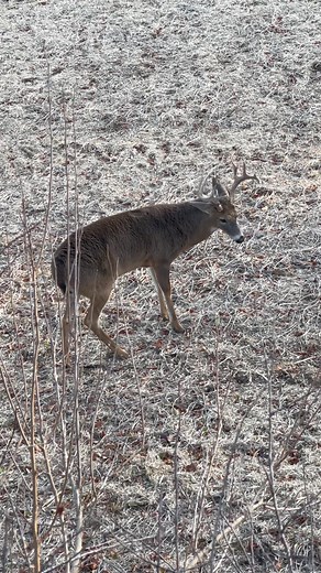 921 reactions · 24 comments | Using a decoy can lead to some really great encounters. #BossBuck | Scott Rupert | Facebook