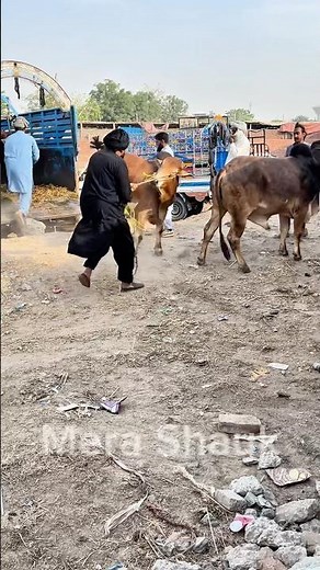 Dangerous Cow Unloading | Aggressive Qurbani Cow 2025 | Mera Shauk Official