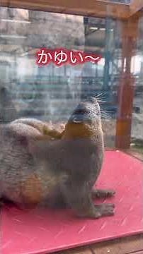 鳥羽水族館 カワウソ ＃鳥羽水族館＃カワウソ＃鳥羽観光