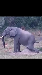 6.2K views · 179 reactions | OMG 5-legged elephant | Doctor Steevo | Facebook