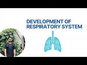 Development of Respiratory System - Lungs Embryology