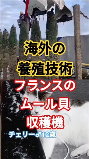 【🌊海の上の秘密兵器】ムール貝養殖の常識を覆す！フランス式ポール洗浄＆高速収穫マシーン FIVEニャンズ🐾 #おすすめ #shorts