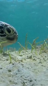 Did you know that a green sea turtle’s main diet is sea grass? They help maintain the health of sea grass beds by regularly grazing on them. Sea grass beds are the nursery for fish, where they have a safe space to lay their eggs and grow their young. Happy #WorldSeaGrassDay !! Follow @projectcurma for more 🐢 facts #seaturtle #greenseaturtle #snack #seagrass Video: @turtle.foundation | Curma