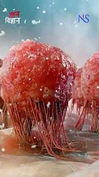 Nagaland's Age-Old Herbal Formulation Shows Promise Against Cancer