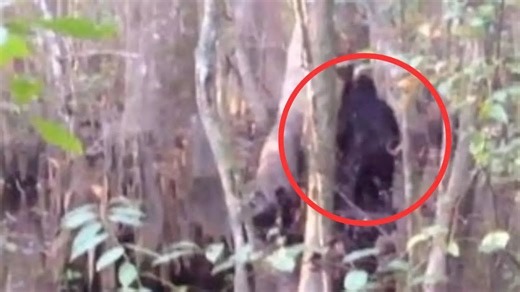 ‘Best Footage Ever’ Captured of a Big Foot Sighting in US Will Give You Chills. Watch
