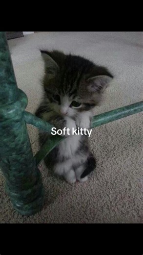 Soft Kitty Warm Kitty lyrics — Little Ball of Fur song