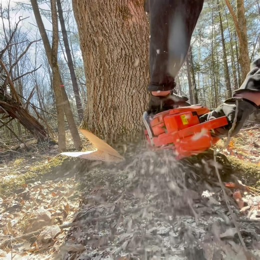 Plunge Cut On An Ash Tree #tree #chainsaw #logs #timber #treefelling #getitdone