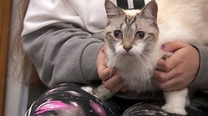 9.1K views · 355 reactions | There's a full moon, and that means unusual animal behavior and lots of weird cases for Dr. Pol and his staff to work on. | National Geographic Animals | Facebook