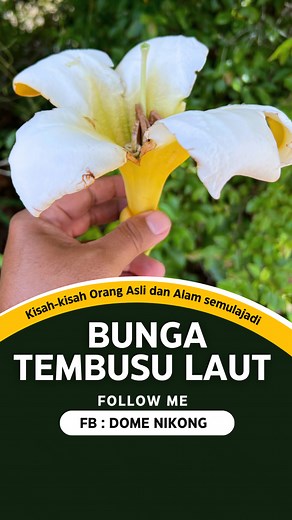 Kenali dengan lebih lanjut mengenai bunga tembusu laut ini yang tidak mustahil akan pupus di habitat asalnya. #plants #flowers #flora #bunga #flowerseveryone | Dome Nikong