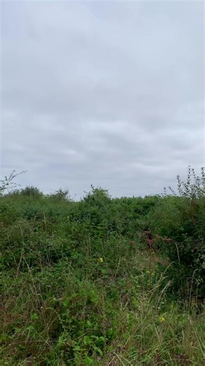 Bird Ringing: A Conservation Practice for British Birds