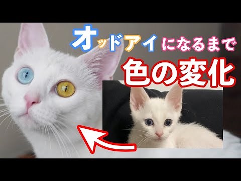オッドアイ白猫姉妹の目の色の変化を子猫時代から現在まで見てみます