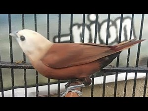 Price of the Java Sparrow, March 2026 edition