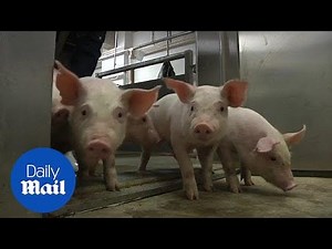 A look inside China's privately owned seven-story 'pig hotel' - Daily Mail